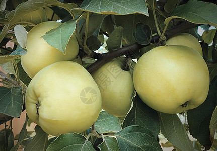 树枝上生长的苹果 在花园里的树枝上园艺季节食物树叶黄色饮食木头美食维生素农业图片
