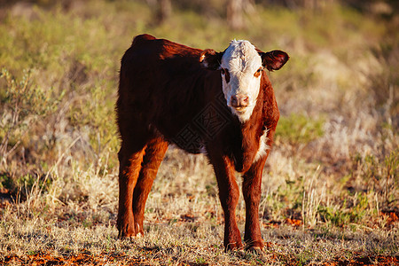 澳大利亚外背的放牧牛群驾驶栅栏沙漠衬套动物地平线运输车站奶牛家畜图片