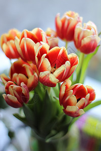 春天的花瓶里有美丽的郁金香花朵紫色花束植物群假期季节花瓣叶子礼物装饰图片