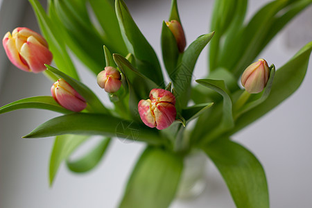 春天的花瓶里有美丽的郁金香假期装饰礼物叶子花瓣花束植物风格植物群季节图片