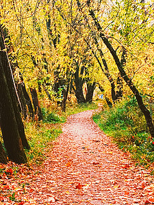 公园 秋叶和户外树木中的秋天自然小路环境人行道乡村天气植物群农村花园场景假期图片