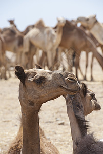 市场上的龙头骆驼文化驼峰动物哺乳动物沙漠贸易眼睛单峰脖子身体图片