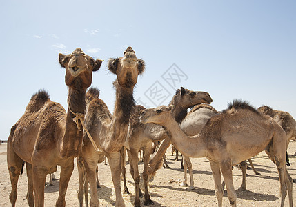 市场上的龙头骆驼眼睛沙漠身体单峰文化驼峰动物贸易旅行脖子图片