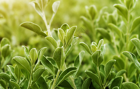 绿色背景上的绿叶森林叶子植物公园墙纸乡村爬行者花园纹理季节性图片