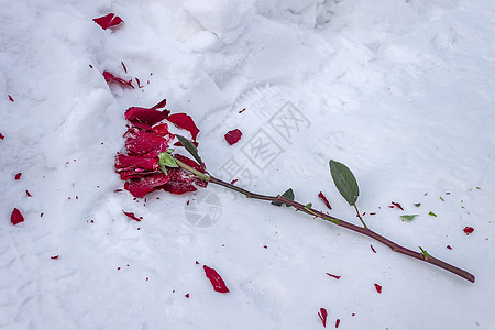 冬天路上冷雪中冰冻和粉碎的红玫瑰图片