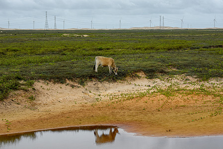 巴西阿廷斯附近田地上的风车环保力量目的地经济旅游沙漠活力能量源旅行风力图片