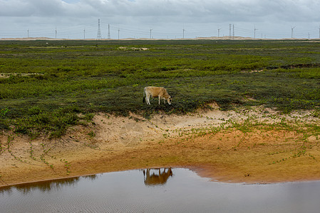 巴西阿廷斯附近田地上的风车旅行力量海滩风能商业车站涡轮机爬坡环境目的地图片