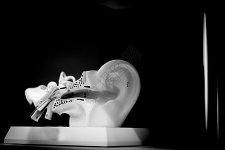 人耳解剖镫骨解剖学鼓膜教育图表耳蜗砧骨运河器官神经图片
