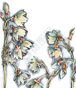 水彩风铃花艺术热带卡片绘画手绘问候语花园植物学全彩插图图片