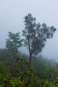 森林中的雾树木木头地面苔藓天气魔法丛林孤独环境农村图片