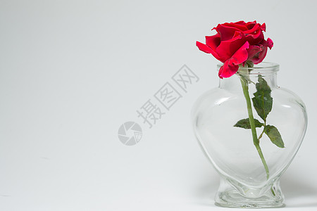 爱情人节的情人节背景 红玫瑰在心形机器人中瓶子盒子卡片礼物问候语背景图片