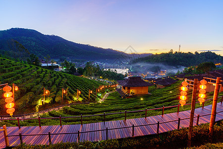 清晨新鲜空气山上自然界的茶叶种植土地植物农场叶子风景树叶旅行爬坡花园阳光图片