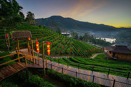 清晨新鲜空气山上自然界的茶叶种植花园日落场地农田种植园天空热带阳光爬坡生长图片