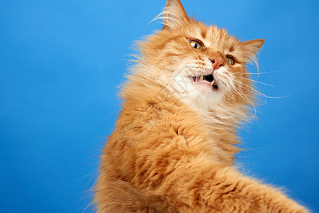 成年青毛红猫坐着抬起前爪眼睛动物宠物橙子爪子头发猫科小猫哺乳动物工作室图片