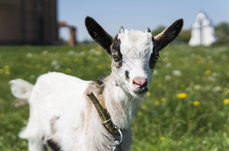 特写在链子的黑白小山羊反对在背景建造的草花 白色可笑的孩子在农场的绿草上放牧 动物 农业 牧场毛皮青年家畜牛奶微笑婴儿哺乳动物草图片