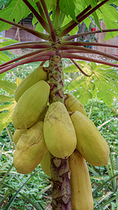 在植物园木瓜树上生长的木薯荔枝农业叶子蔬菜食物植物团体农场水果营养图片