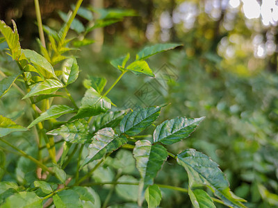 面对太阳的绿色植物农业晴天场地喜悦自由眼镜蓝色花园公园草地图片