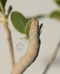 特写一只鹰蛾毛虫枝条阶段鳞翅目生命周期幼虫叶子棕色木质条纹植物图片