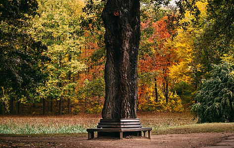 秋天公园一棵树旁的座椅图片