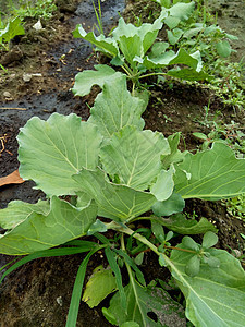 田间的年轻卷心菜 卷心菜是一种多叶的绿色 红色 紫色 或白色 淡绿色 两年生植物 因其密叶头而作为一年生蔬菜作物种植营养团体食物图片