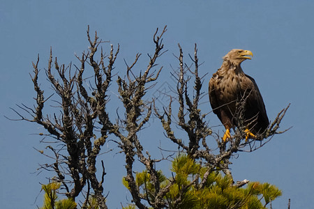 老鹰坐在一棵干枯的树顶上 一只有黄嘴的老鹰在树枝上动物群荒野季节猎物羽毛捕食者天空日光浴苔原森林图片