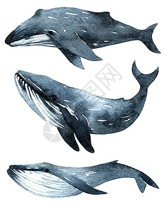 鲸鱼水彩色插图绘画水彩荒野海洋草图蓝色游泳海上生活艺术图片