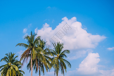 热带棕榈树有夏天蓝天背景墙纸橙子日落蓝色晴天天空旅行森林树木季节图片