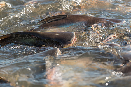 淡水鱼群聚 在河中食用杂粮蛇鱼游泳黑鱼框架团体食物海岸人群池塘橙子图片