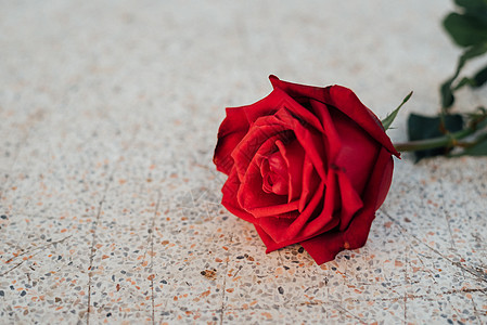 情人节石地板上的红玫瑰花纪念日花瓣大理石地面花园植物美丽周年工作室女士图片