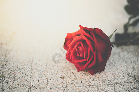 情人节石地板上的红玫瑰花美丽桌子工作室花朵地面叶子石头女士植物礼物图片