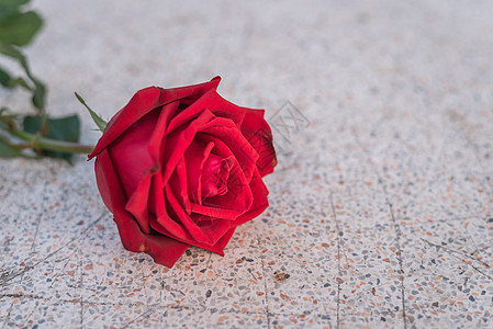 情人节石地板上的红玫瑰花花园周年礼物工作室花瓣桌子花朵假期纪念日石头图片