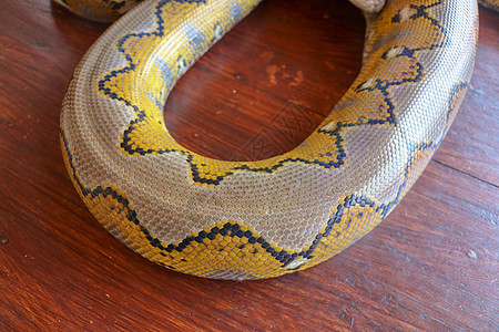白化网纹蟒  Python 蛇黄色躺在木桌上 大蟒蛇丽君或皇家蟒蛇的特写是一条大型无毒蛇 图案 Boa 蛇皮抽象纹理爬虫荒野热带图片
