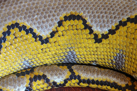 白化网纹蟒  Python 蛇黄色躺在木桌上 大蟒蛇丽君或皇家蟒蛇的特写是一条大型无毒蛇 图案 Boa 蛇皮抽象纹理异国皮肤野生图片