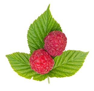 草莓水果饮食食物绿色红色宏观美食白色叶子甜点图片