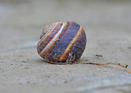 岩石上的蜗牛屋动物食物化石好奇心生物花园房子螺旋贝壳乐趣图片