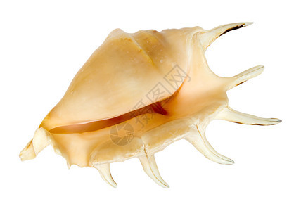 海壳食物小路螺旋海滩软体宏观蜗牛棕色收藏艺术图片