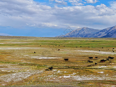 牛牛在克罗利湖旁边的山地牧场上放牧鸟瞰图冒险长毛牛群假期土地风景草地奶牛农村背景图片