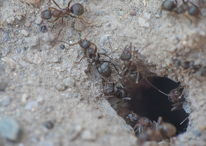 巢洞中的蚂蚁宏组织团体房子土壤爬坡地面环境殖民地晴天荒野图片
