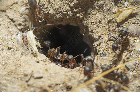 巢洞中的蚂蚁宏土壤圆圈地面环境房子宏观工人荒野岩石野生动物图片