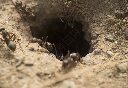 巢洞中的蚂蚁宏社区环境运动昆虫动物地面森林地球宏观荒野图片