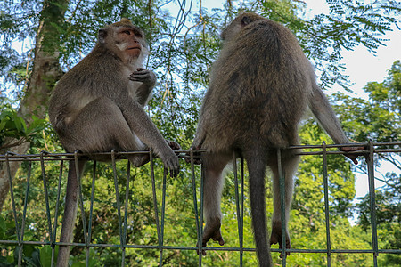 两只年轻的猴子的肖像 被偷窥和坐在Th猕猴毛皮乐趣森林拥抱母亲野生动物婴儿栅栏哺乳动物图片