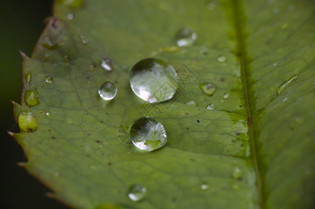 自然绿叶雨滴入近距离树叶静脉生活季节液体花园环境水滴植物水分图片