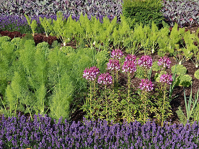 有卷心菜植物板条和薰衣草花的整洁菜园花园生长地面植物洋葱营养农业养分园艺风光图片