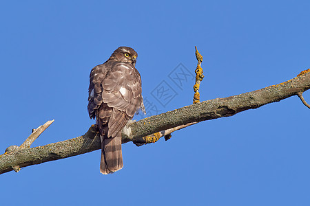自然的艺术观 与鸟一起植树 猎食的欧亚雀鹰鸟 坐在树桩上 霍克图片