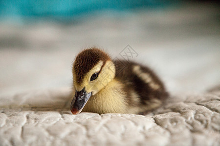 蓝色背景的鸭子阿纳斯 fulvigula斑点宠物农场婴儿小鸭动物图片