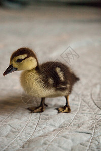 蓝色背景的鸭子阿纳斯 fulvigula动物婴儿农场斑点小鸭宠物图片