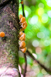 木头上有毛蘑菇橙色的颜色公园橙子环境热带杯子生活团体菌类植物森林图片