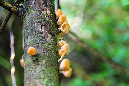 木头上有毛蘑菇橙色的颜色公园植物热带丛林杯子荒野宏观团体森林季节图片