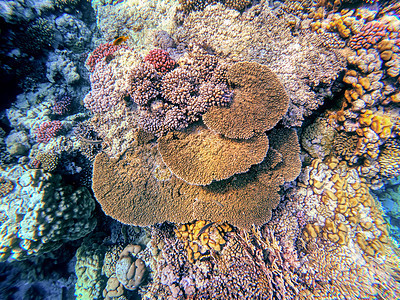 红海珊瑚园 埃及Marsa Alam世界动物阳光海景水族馆旅游野生动物旅行异国假期图片