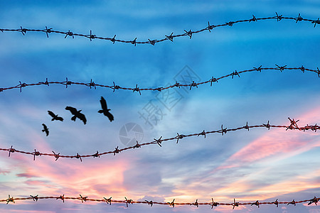 自由鸟在天上飞的轮廓 带着日落背景的刺铁丝网和日落背景图片